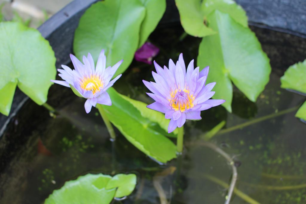 Phuc Thao Villa Hội An Kültér fotó